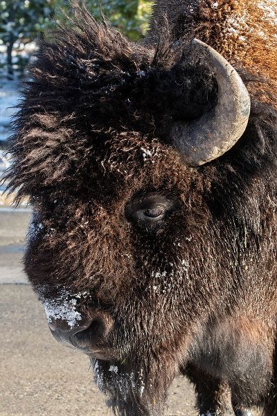 Hopkins, Cindy Miller 아티스트의 USA-Wyoming-Yellowstone National Park-Lone male American bison-aka buffalo with frost on face-Head 작품입니다.